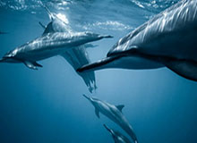 宁波vs吉林首发阵容详情 一览(2025年08月09日)